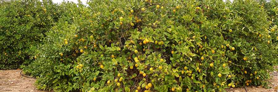 Лимонные плантации на Мар Менор