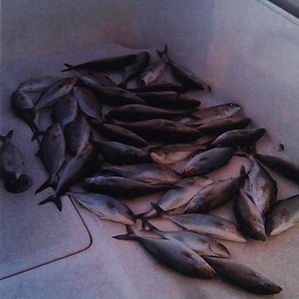 Рыбалка в Испании, Сан Педро дель Пинатар 19