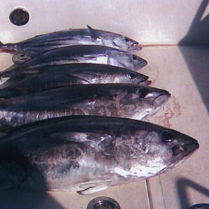 Рыбалка в Испании, Сан Педро дель Пинатар 20