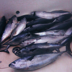 Рыбалка в Испании, Сан Педро дель Пинатар 21