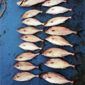 Рыбалка в Испании, Сан Педро дель Пинатар 6