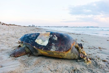 Дохлая морская черепаха, на пляже в Испании (1)