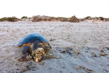 Дохлая морская черепаха, на пляже в Испании (2)