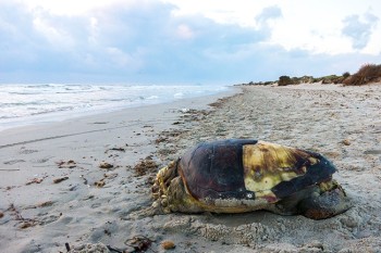 Дохлая морская черепаха, на пляже в Испании (3)