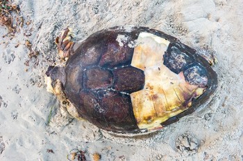 Дохлая морская черепаха, на пляже в Испании (4)
