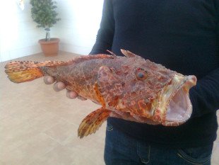 Морская рыбалка в Испании. Мы поймали лангуста (1)