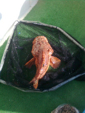 Морская рыбалка в Испании. Мы поймали лангуста (4)